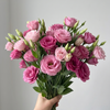 UK Grown Rosita Pink Lisianthus
