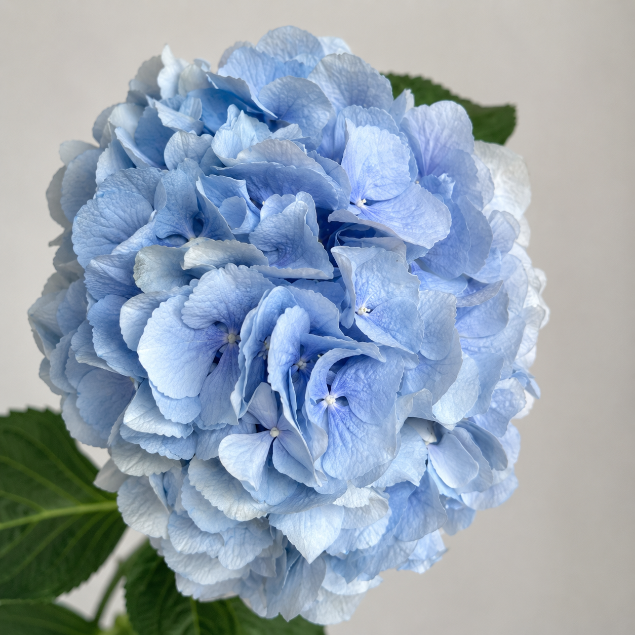 Blue Hydrangea 'Verena Blue'