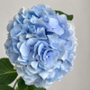 Blue Hydrangea 'Verena Blue'