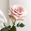 Rose Quicksand Stems | Premium Quicksand Roses | Fresh UK Delivery