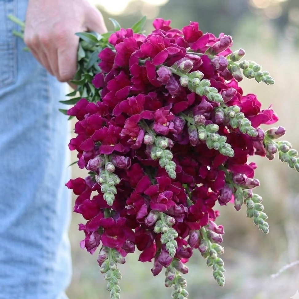 British Red Snapdragon Flowers