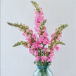 British Pink Snapdragon