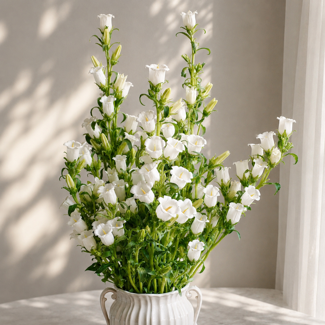British white Campanula | Fresh Seasonal Bellflowers