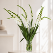 White Gladioli – British Grown | 75cm