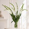 White Gladioli – British Grown | 75cm