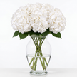 Cloud White Hydrangea Flowers