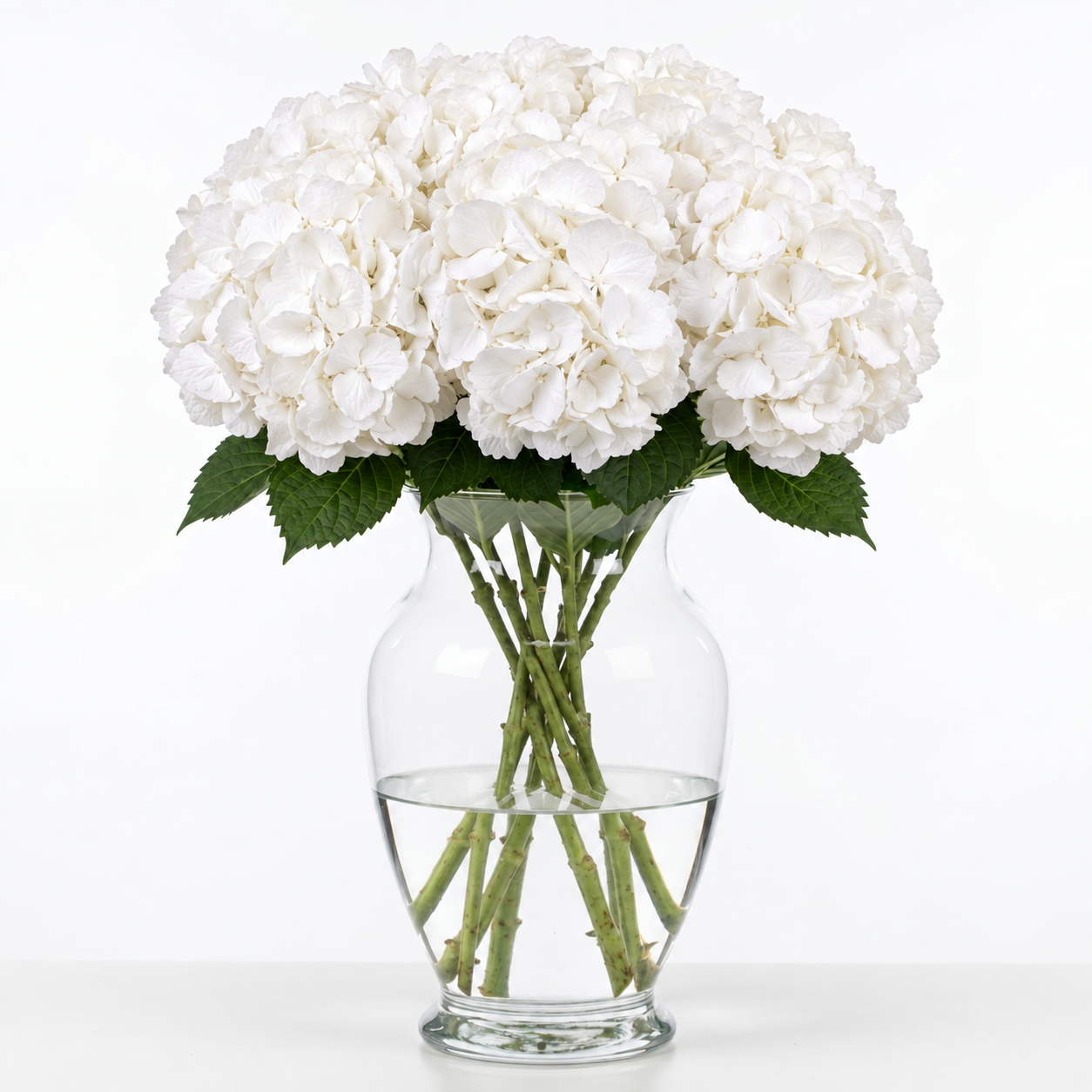 Cloud White Hydrangea Flowers