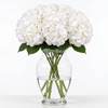 Cloud White Hydrangea Flowers
