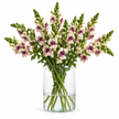 British Plum Blossom Snapdragon Flowers – Cherry Blush