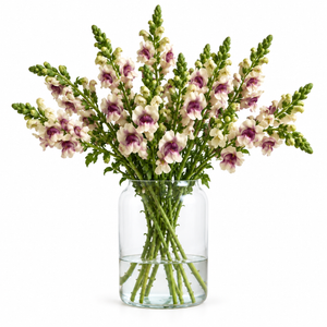 British Plum Blossom Snapdragon Flowers – Cherry Blush