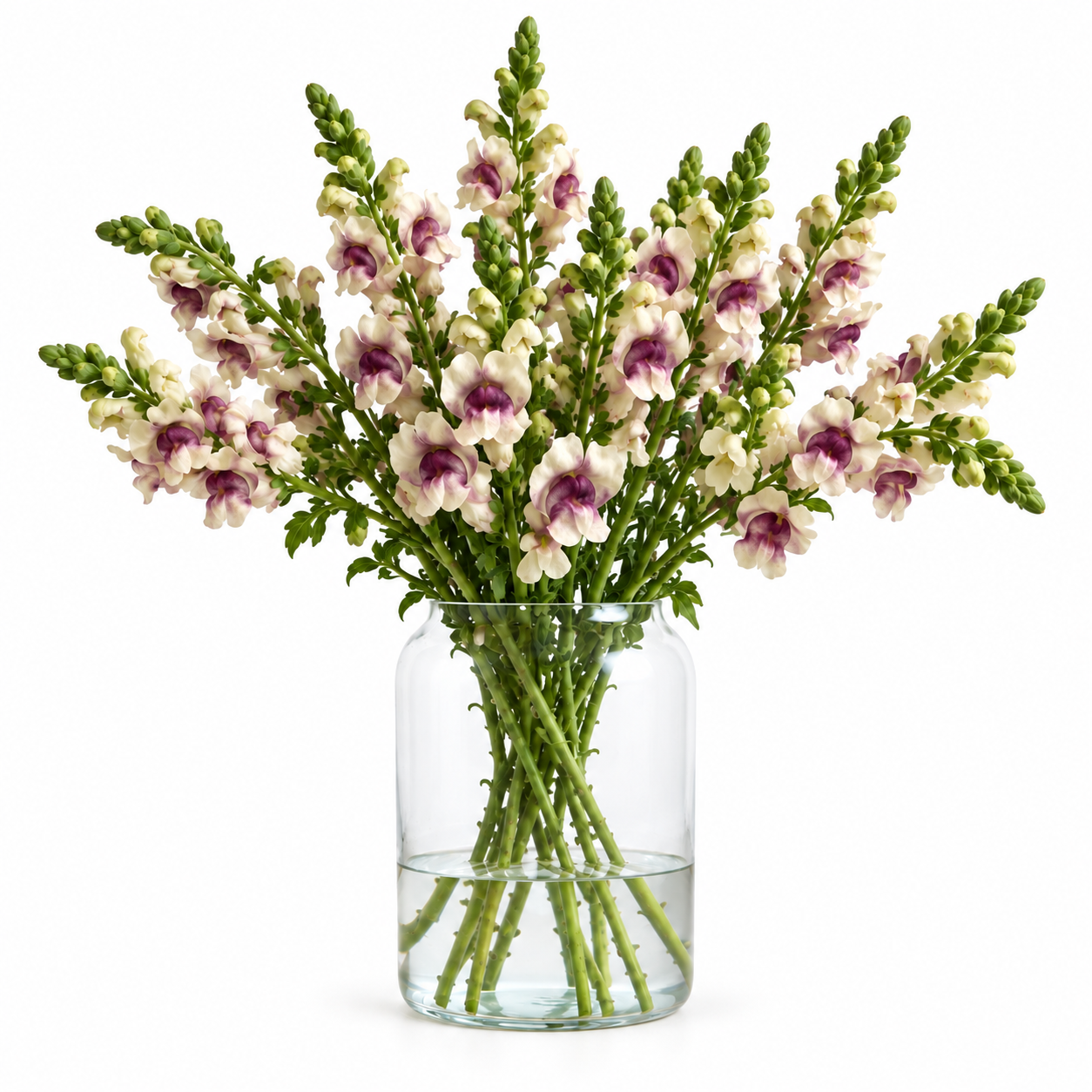 British Plum Blossom Snapdragon Flowers – Cherry Blush