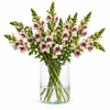 British Plum Blossom Snapdragon Flowers – Cherry Blush