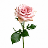 Rose Quicksand