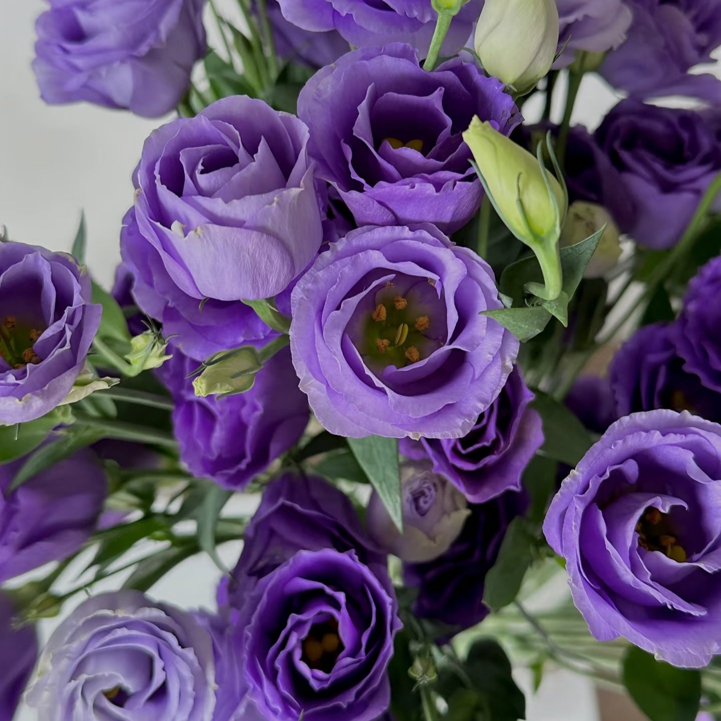 UK Grown Purple Lisianthus