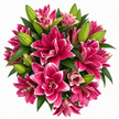 UK Grown Pollen-Free Pink Rose Lily ‘Manouska’