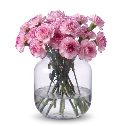 Boheme Pink Carnations
