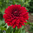 UK Grown Dahlia ‘Red Runner’ – Burgundy Red