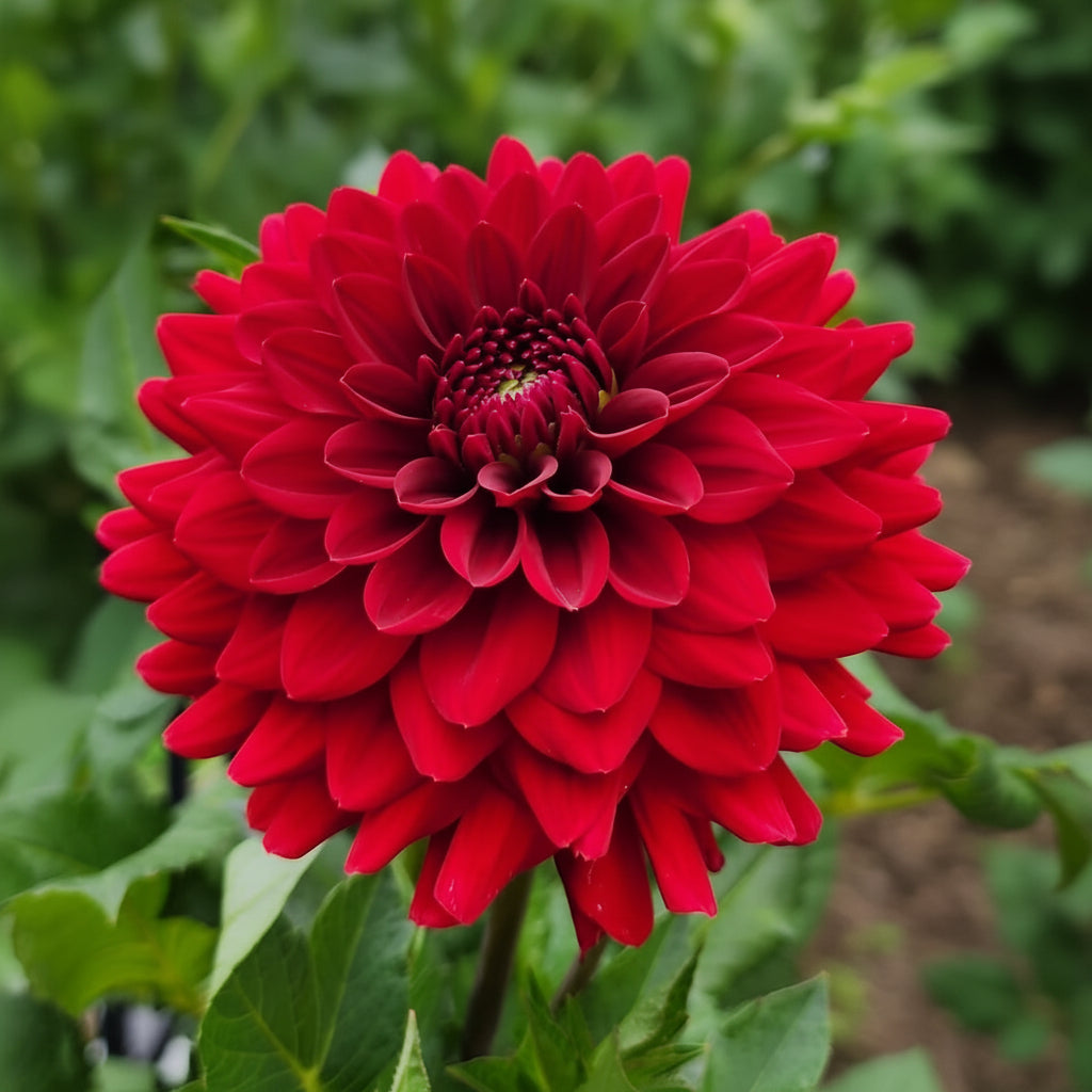 UK Grown Dahlia ‘Red Runner’ – Burgundy Red