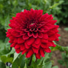 UK Grown Dahlia ‘Red Runner’ – Burgundy Red
