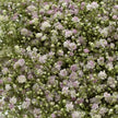 British Pink Gypsophila 'My Pink'
