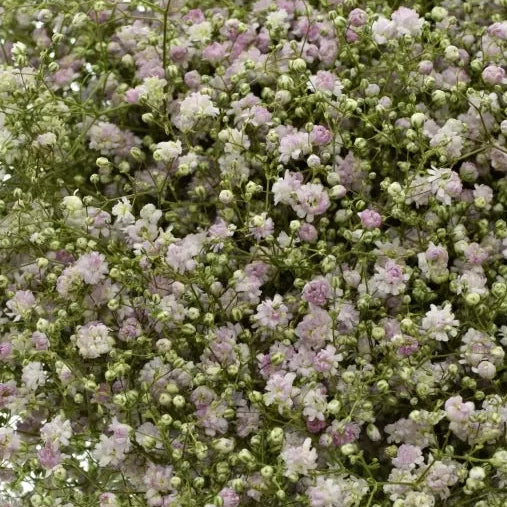 British Pink Gypsophila 'My Pink'