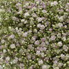 British Pink Gypsophila 'My Pink'