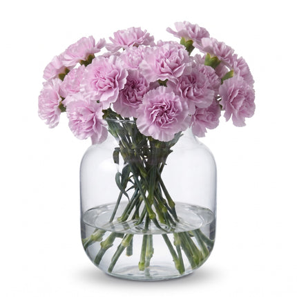 Pink Carnations - Clearwater