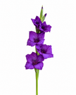 Purple Gladioli – British Grown | 75cm