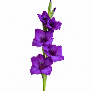 British Gladioli Grower Box – 100 Stems