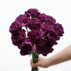 Moon Series Carnations