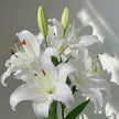 White Lily & Eucalyptus Bouquet