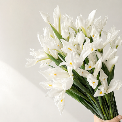 White Iris – British Grown Letterbox Flowers