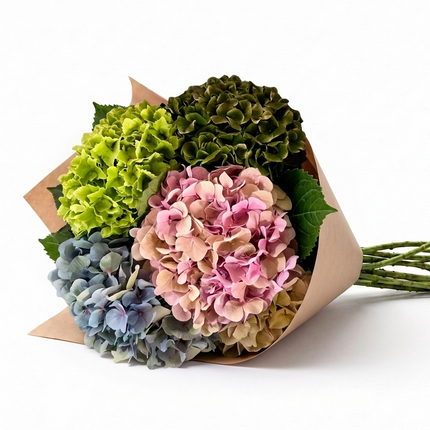 UK Grown Multicolour Hydrangea – Grower’s Choice