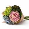 UK Grown Multicolour Hydrangea – Grower’s Choice