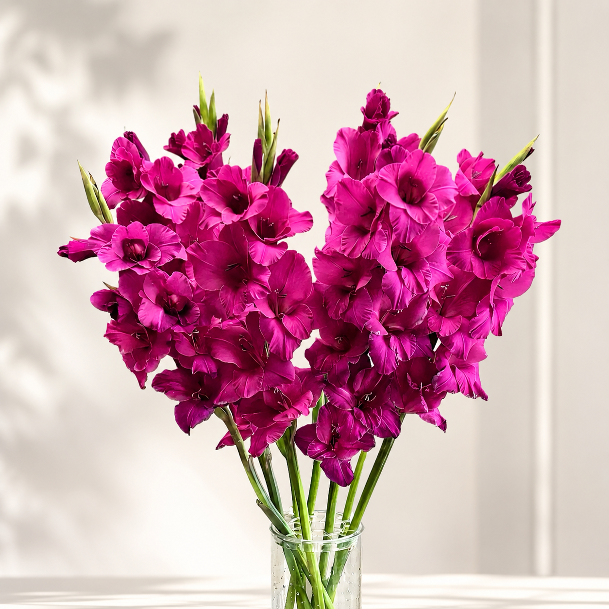 Dark Pink Gladioli – British Grown | 75cm