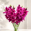 Dark Pink Gladioli – British Grown | 75cm