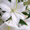 White Lily & Eucalyptus Bouquet