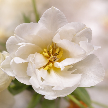 The Iceberg – White Double Tulips