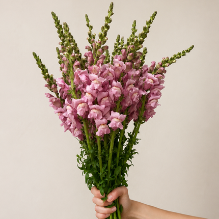British Pink Snapdragon