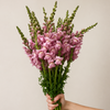 British Pink Snapdragon