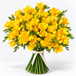 Yellow Freesia