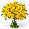 Yellow Freesia