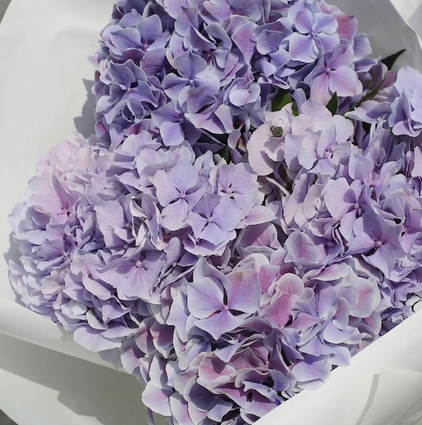 Lavender Hydrangea Stems | Royal Benefit Hydrangea | Fresh UK Delivery
