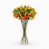 Alstroemeria - Orange