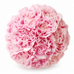 The Carnation Posy