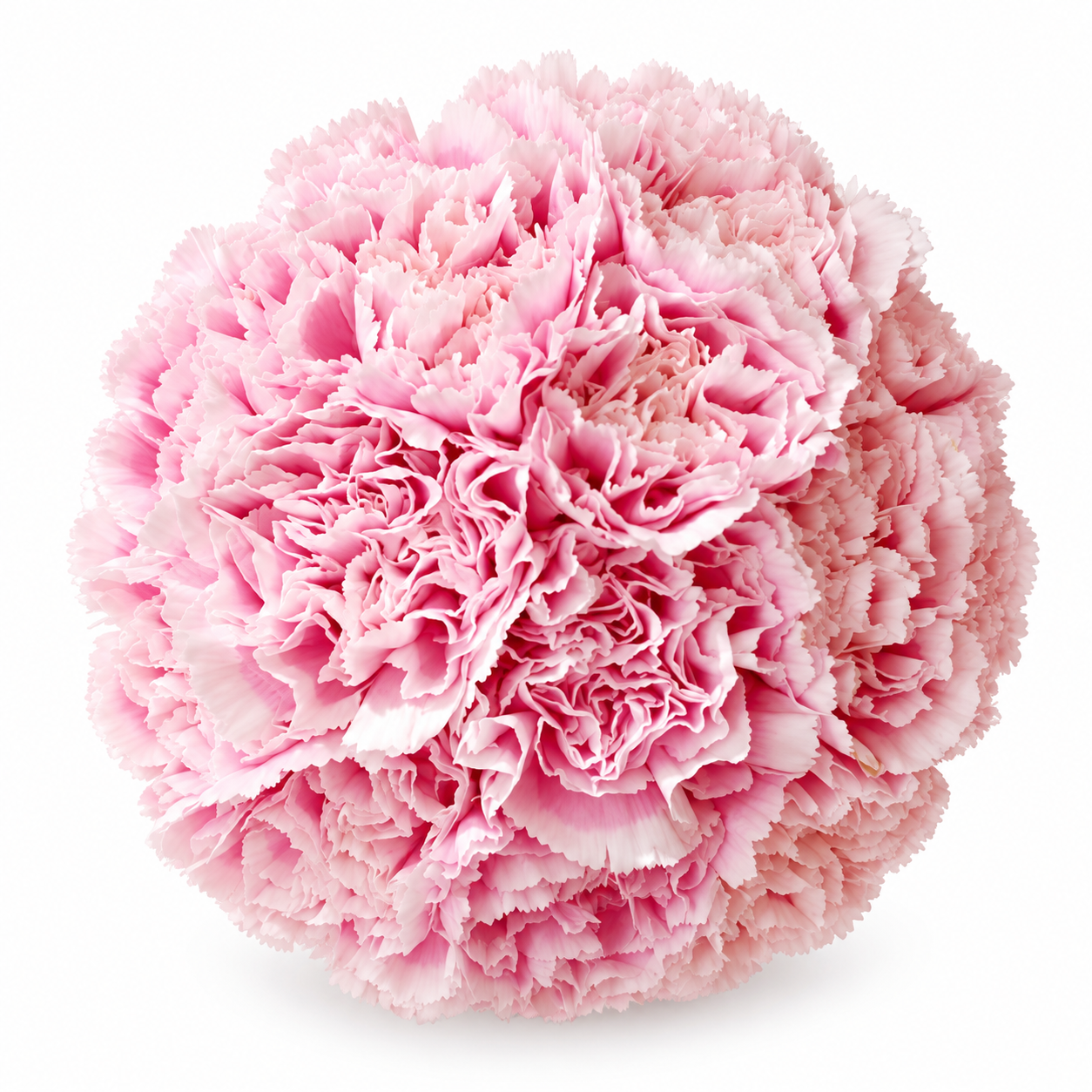 The Carnation Posy