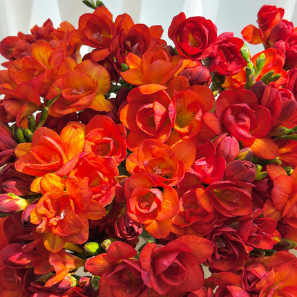 Sunset Orange Freesia