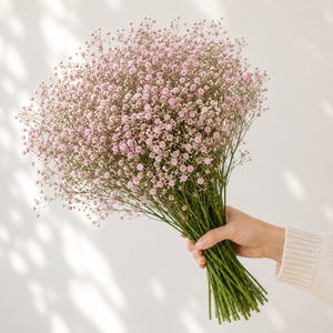 British Pink Gypsophila 'My Pink'