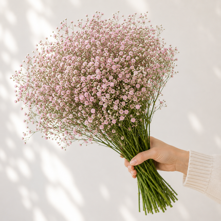British Pink Gypsophila 'My Pink'