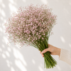 British Pink Gypsophila 'My Pink'